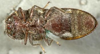Media type: image;   Entomology 2732 Aspect: habitus ventral view